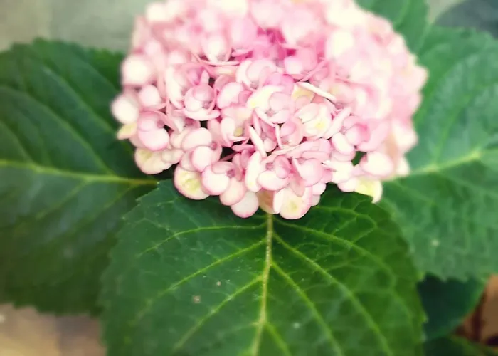 Apartamento Wiedhoehen *